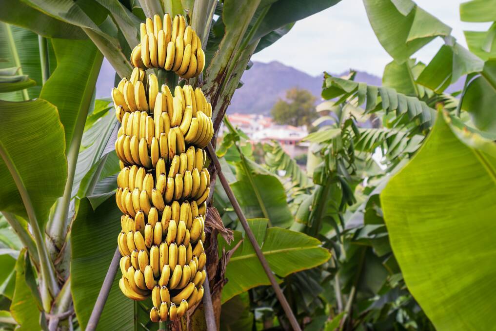 Genetically Modified Bananas Australian Breakthrough St George And Sutherland Shire Leader St