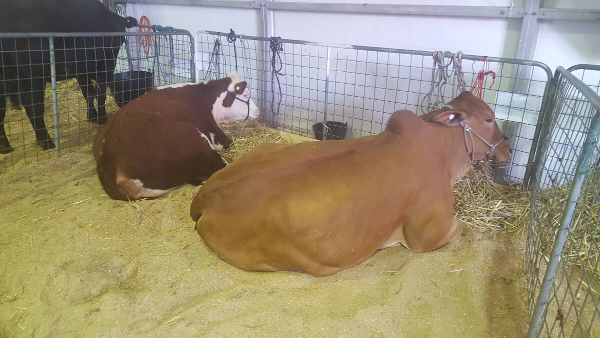Easter show cattle A guide St & Sutherland Shire Leader St