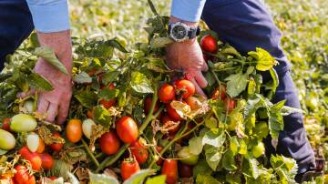 Struggling Riverina vineyards may be ripped out and replaced by tomatoes for canning under a new farm investment strategy. File picture.