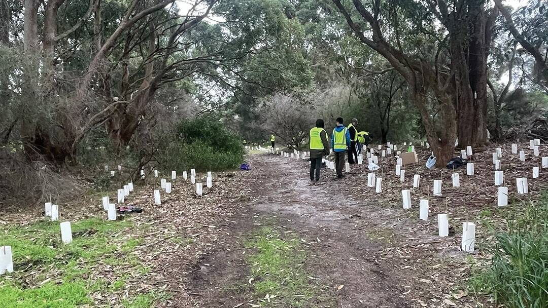 During last two years Bayside Council, in partnership with Sydney Landcare and community volunteers, has planted 2,000 square metres of native plants in the Kyeemagh Boat Ramp Reserve.