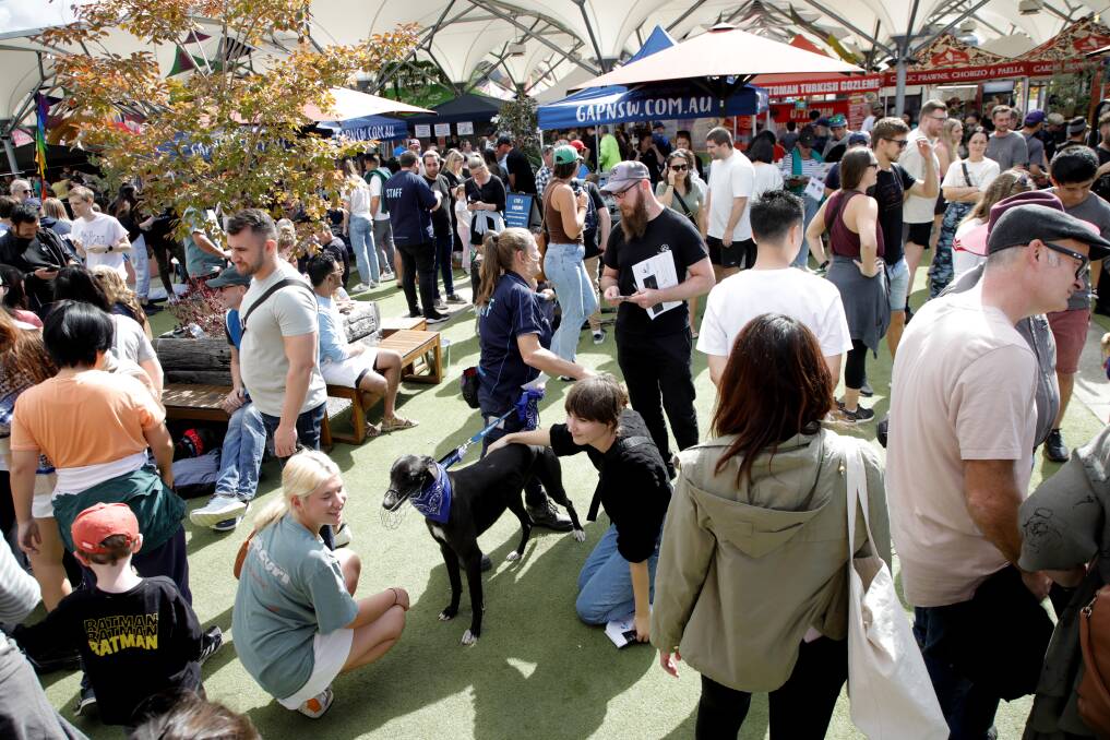 Greyhounds Adoption Day at Sydney's Entertainment Quarter St