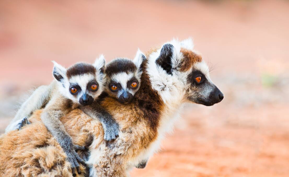 While in Madagascar visit a Lemur reserve and see these beautiful creatures. Picture Shutterstock