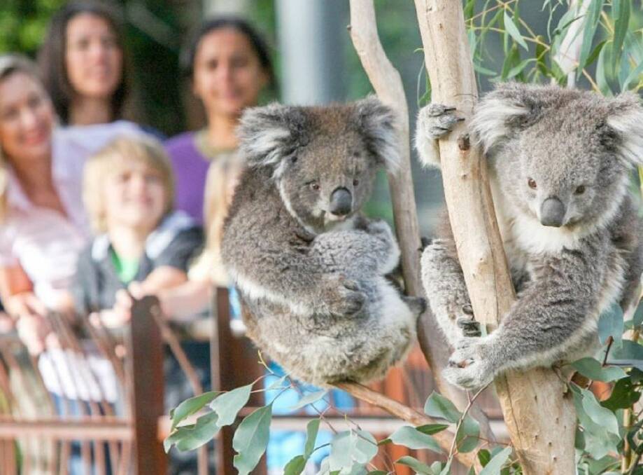 Melbourne Zoo. Picture supplied