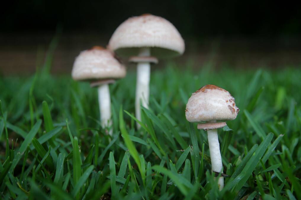 Wet fall weather can cause abundance of fungus