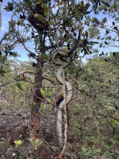 Diamond Python spotted at Barden Ridge. Picture Facebook