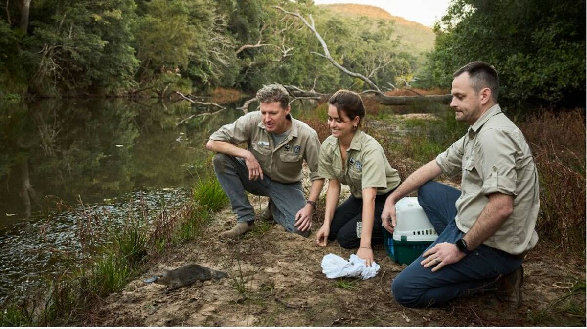 WWF-Australia's Rob Brewster and other members of the organisation release a platypus in Royal National Park. Picture R Freeman, UNSW 