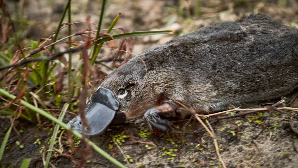 A male platypus makes his way into the Hacking River in May 2023. Picture supplied
