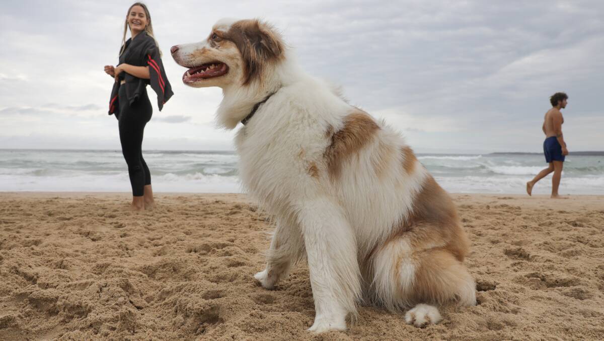 Australian Shepherds of the Sutherland Shire members and their dogs at a Christmas party at Greenhills Beach and Don Lucas Reserve. Picture by John Veage