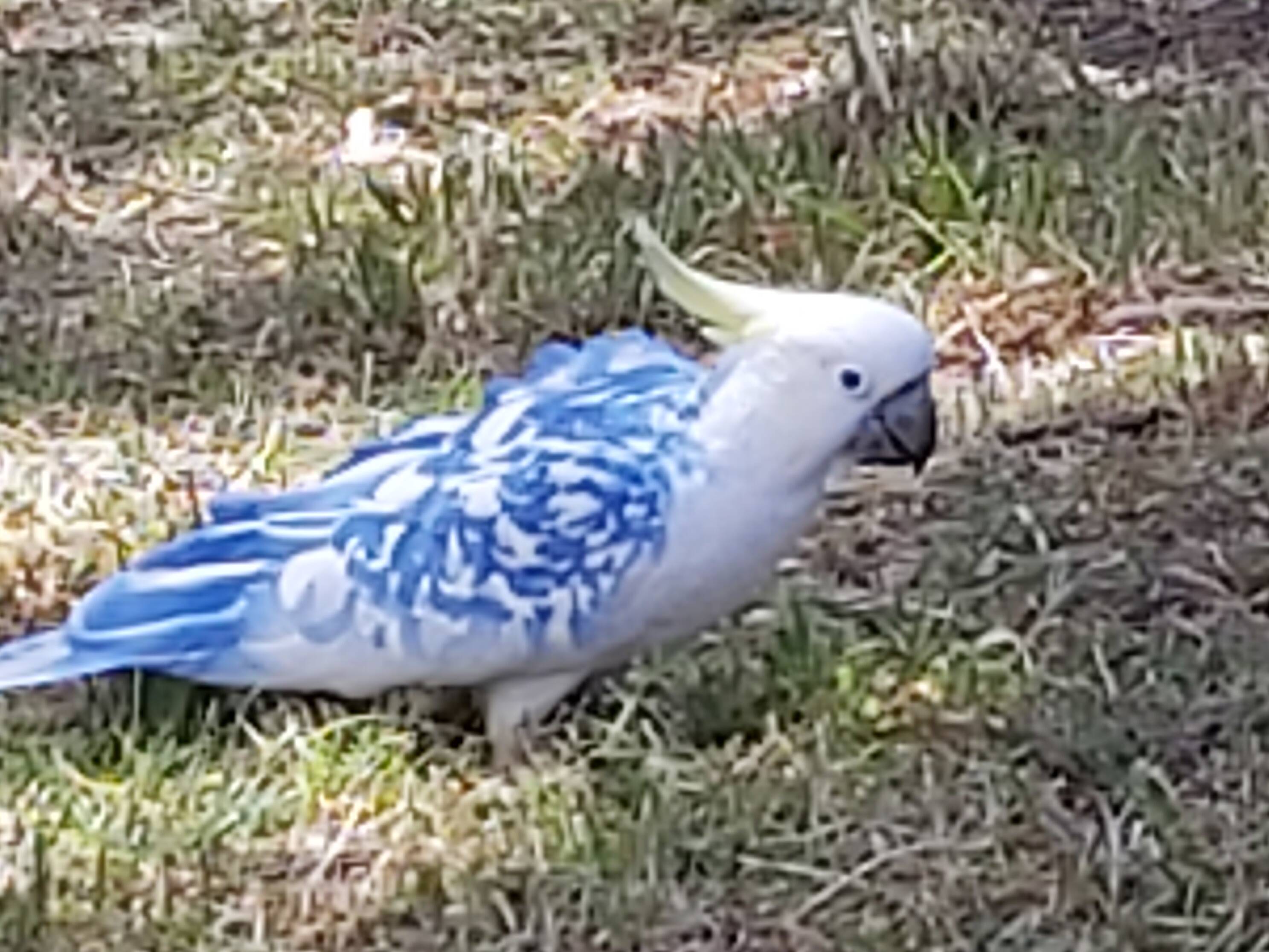 rare blue cockatoo