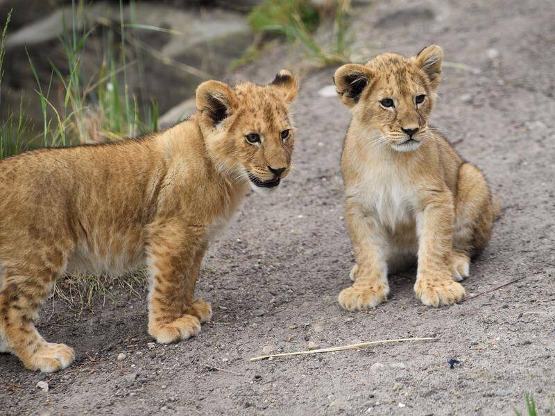 Curious George, George and the Lion Cubs