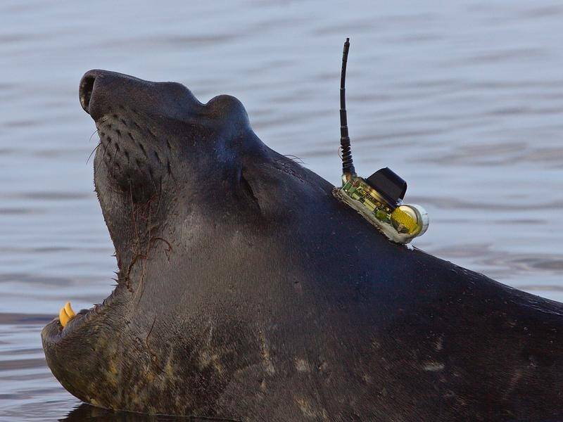 An elephant seal fitted with a tracking device is part of research mapping the Antarctic sea floor. (PR HANDOUT IMAGE PHOTO)