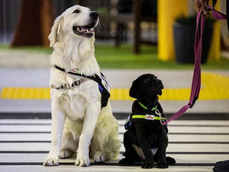 how seeing eye dogs help the blind
