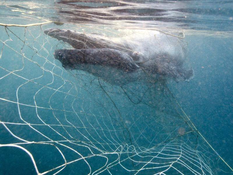 Shark nets used to protect swimmers often catch non-targeted species such as whales. (PR HANDOUT IMAGE PHOTO)