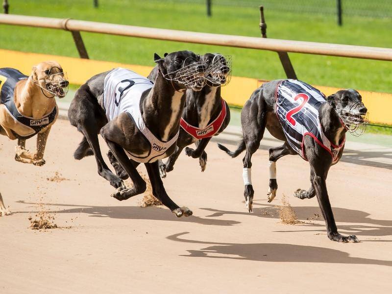 Greyhound Racing NSW says its sponsorship with a betting company is a huge win for the industry. (PR HANDOUT IMAGE PHOTO)