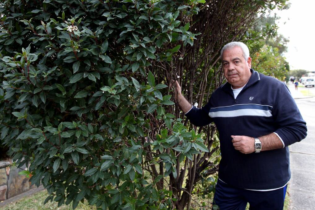 Why do this? George Koromvokis is angry that Kogarah Council staff disfigured a tree on his property without consultation. Picture: Jane Dyson